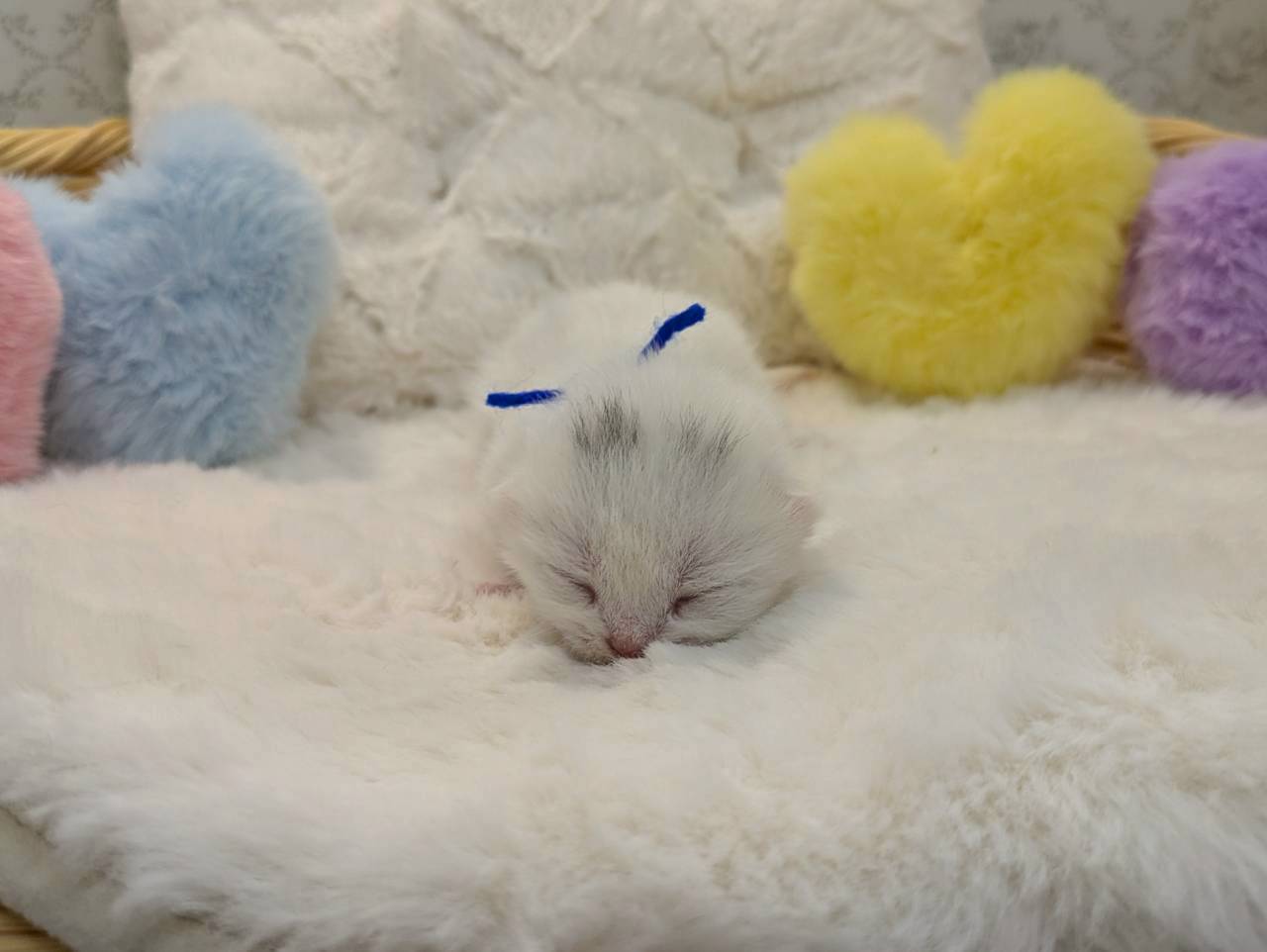 赤ちゃん写真1-1