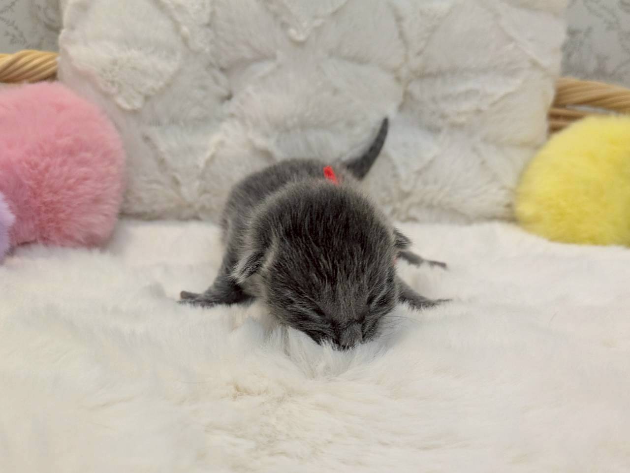 ロシアンブルー