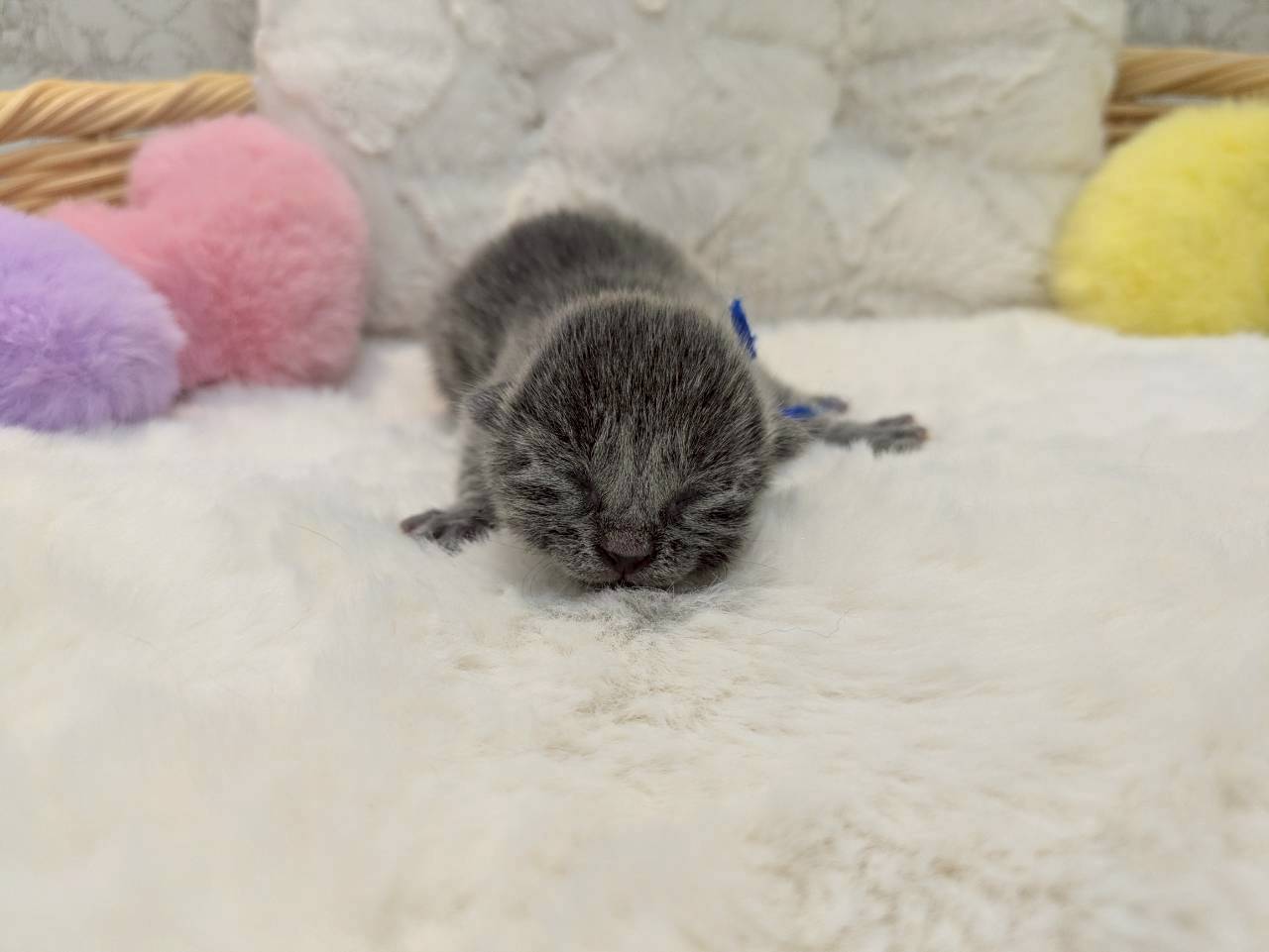 ロシアンブルー