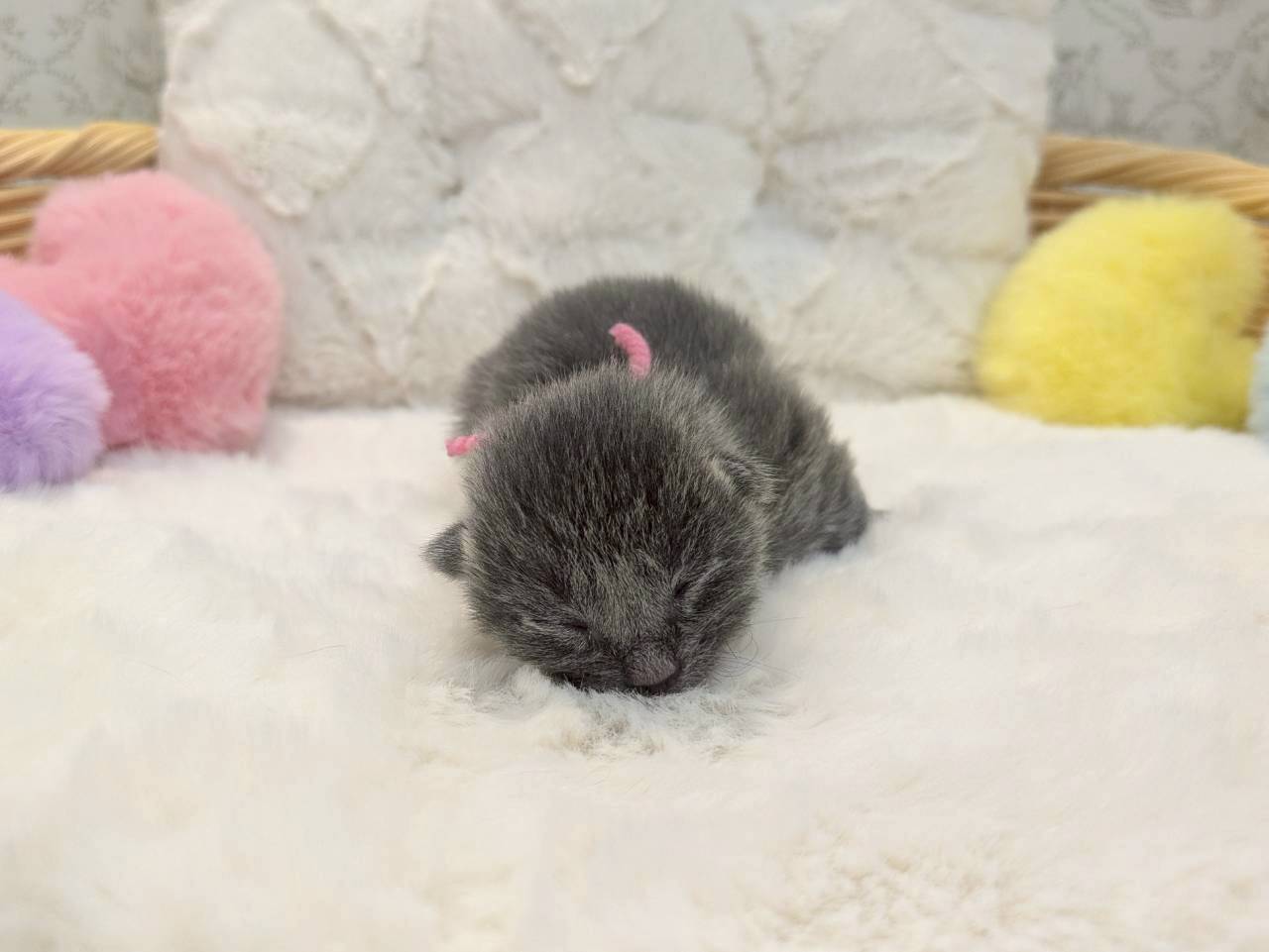 ロシアンブルー