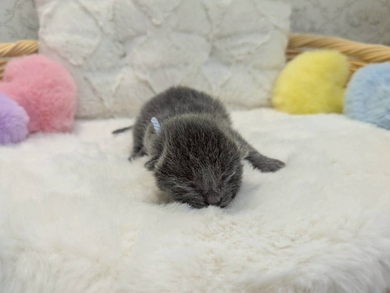 ロシアンブルー