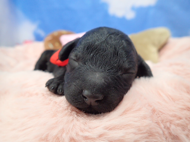 トイ・プードル