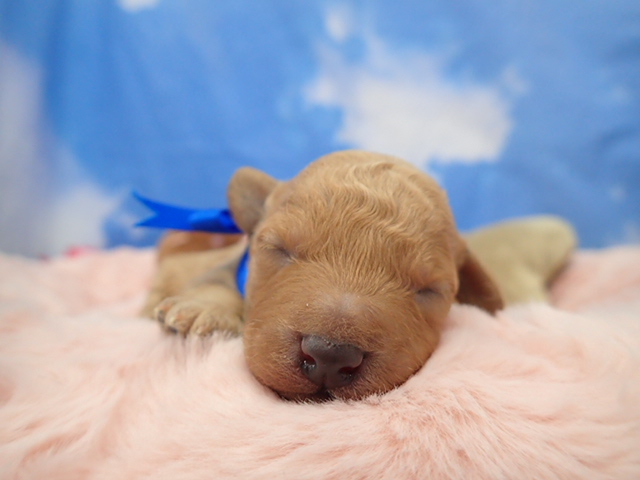 トイ・プードル