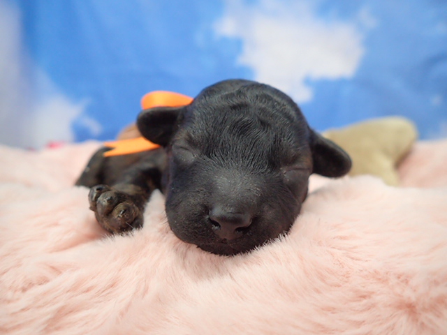 トイ・プードル