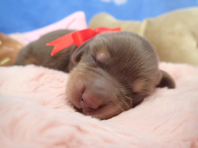 ミニチュア・ダックスフンド