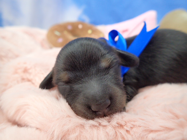 ミニチュア・ダックスフンド