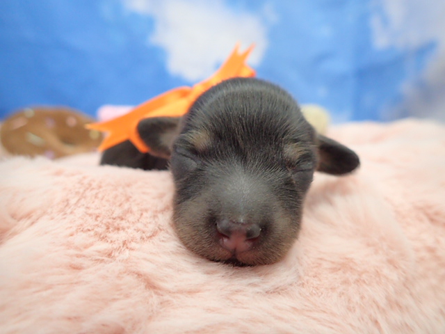 ミニチュア・ダックスフンド