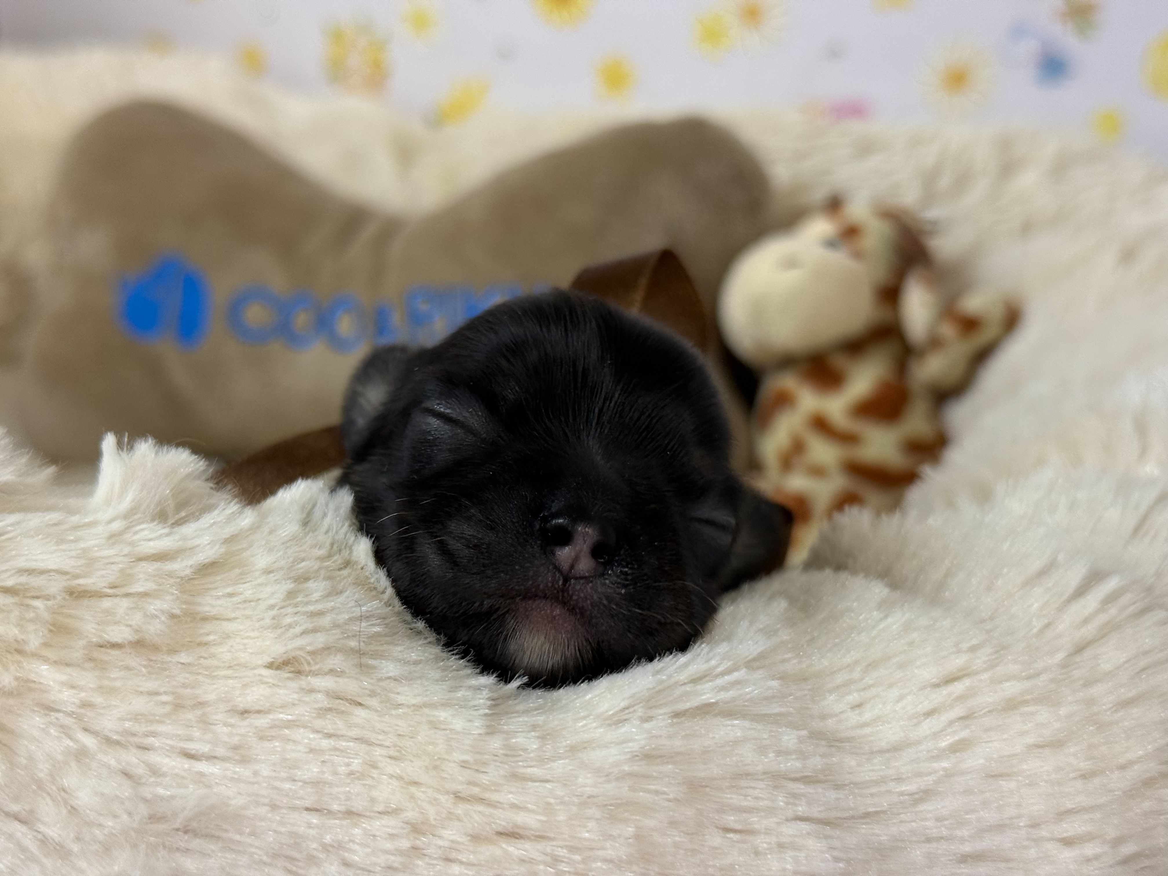 チワワ（ロングコート）