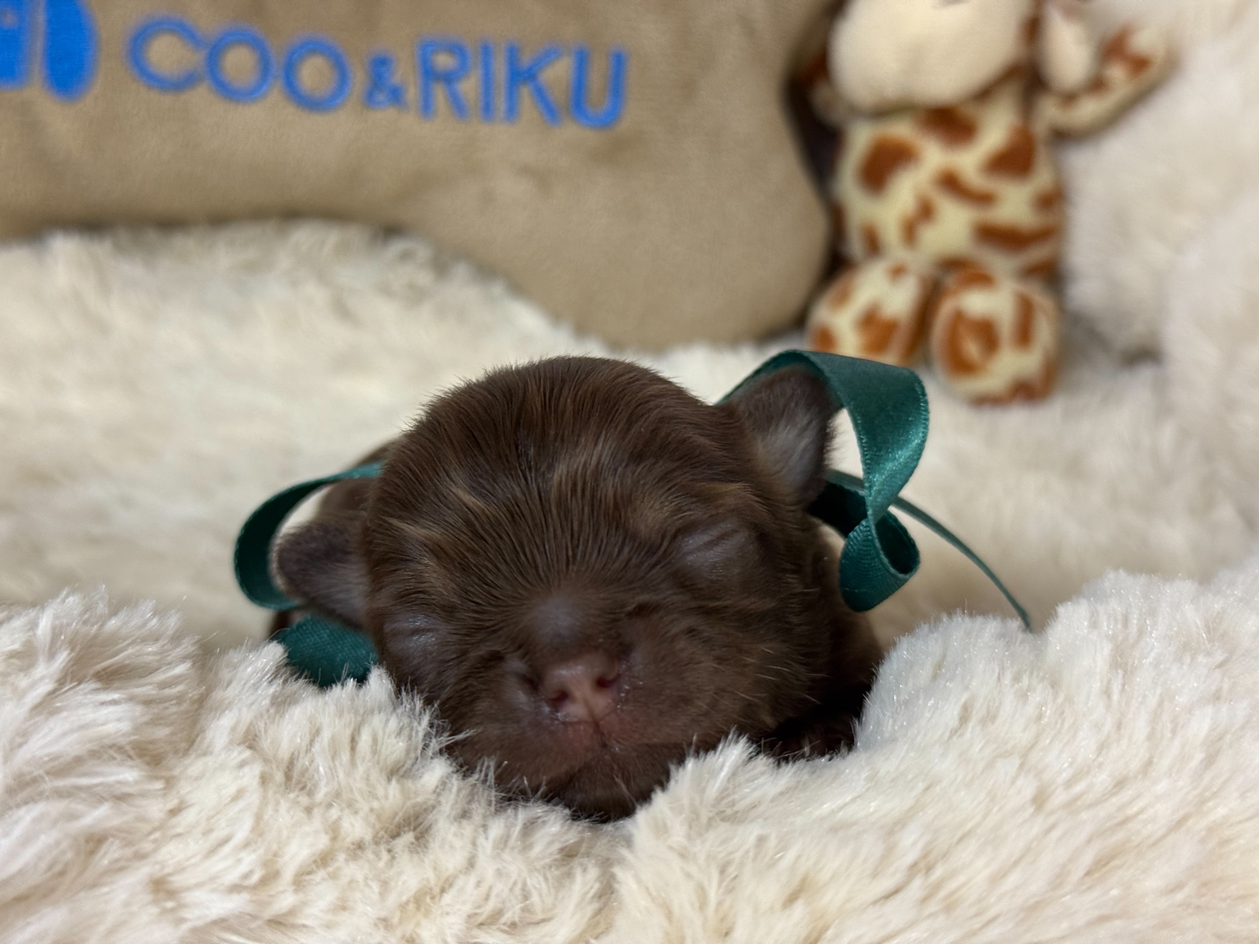 チワワ（ロングコート）