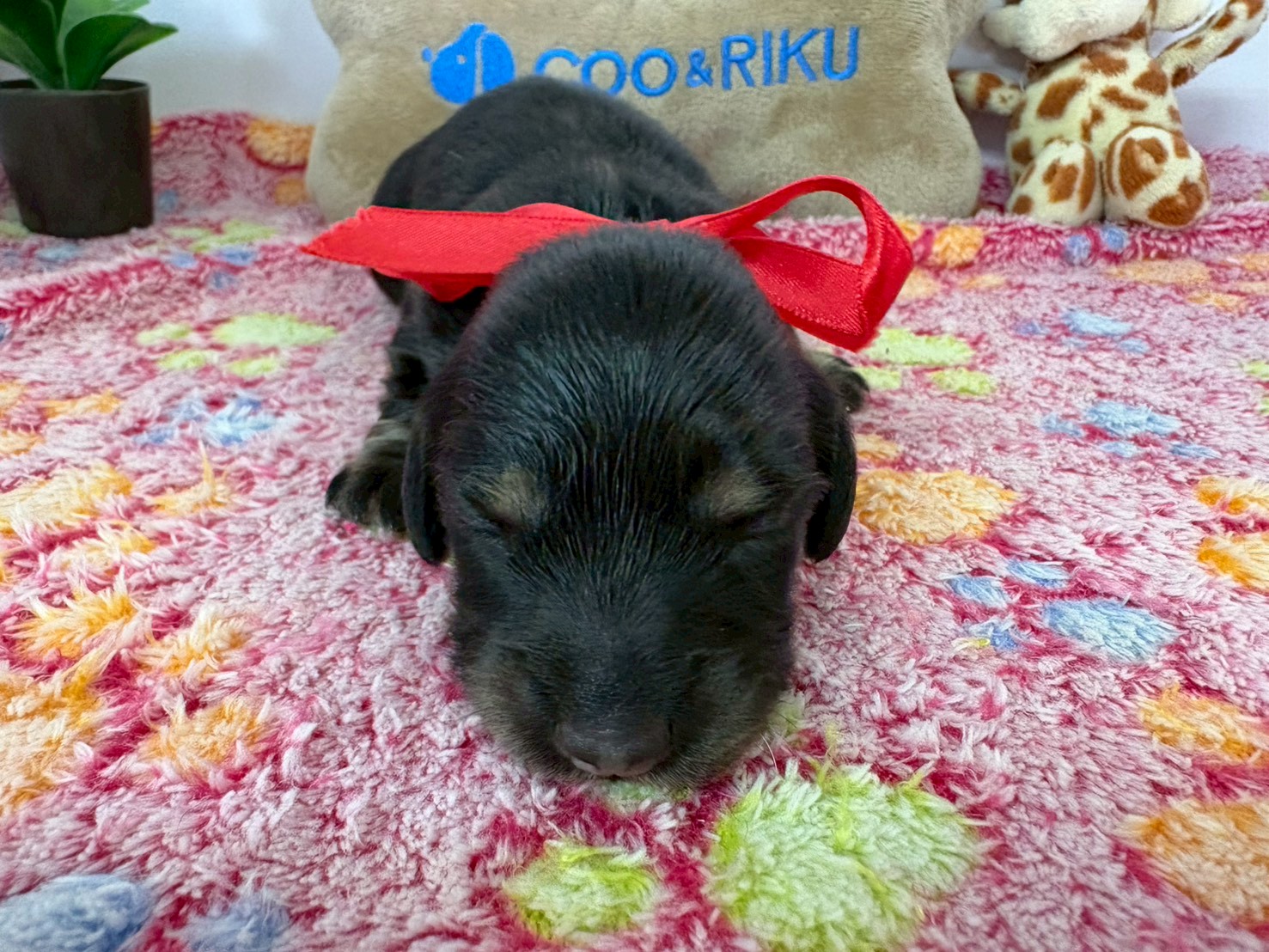 カニンヘンダックスフンド