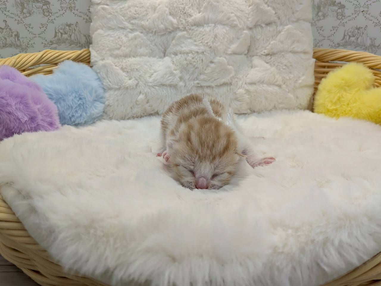 赤ちゃん写真1-1
