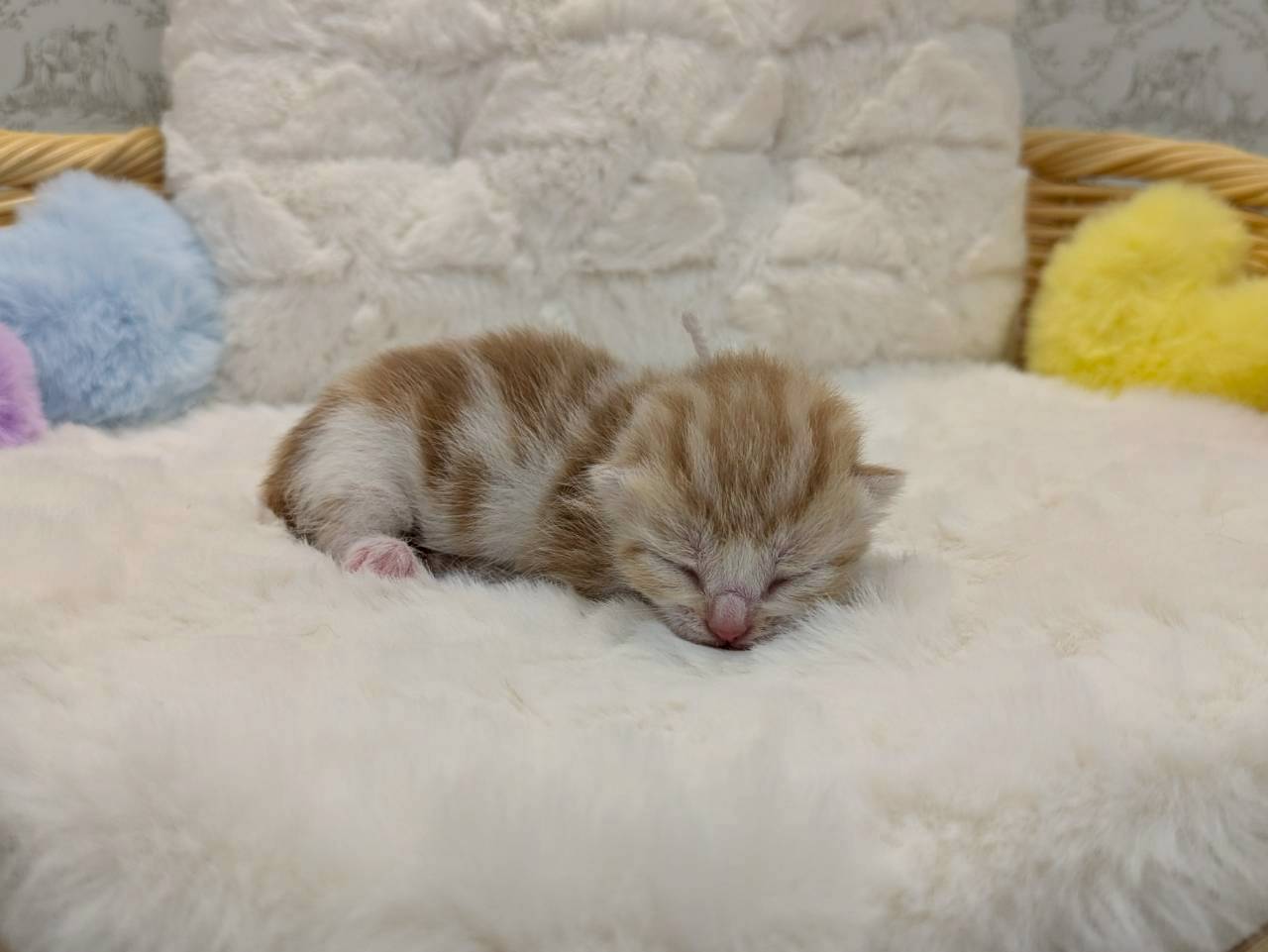 赤ちゃん写真1-2