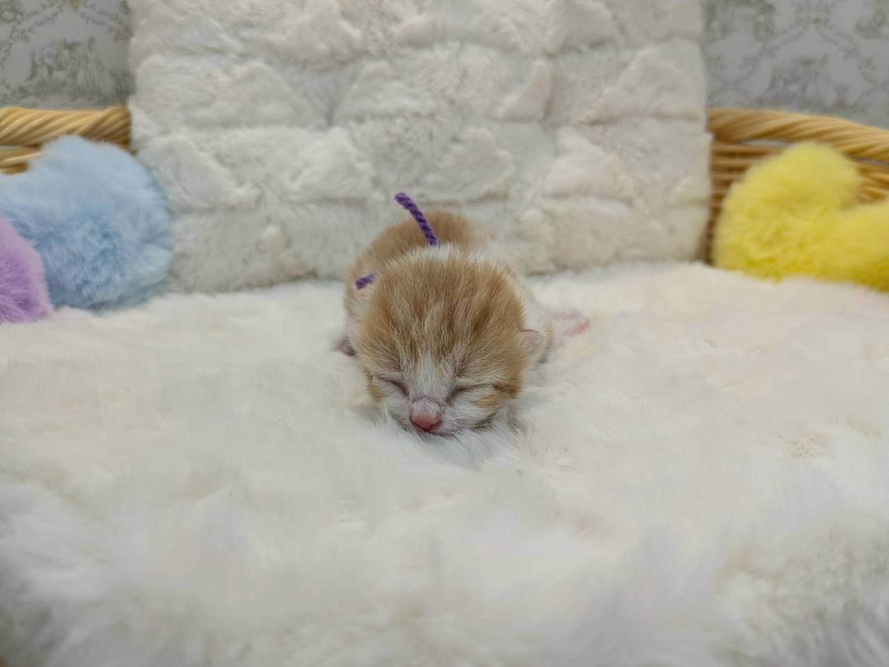 赤ちゃん写真1-1