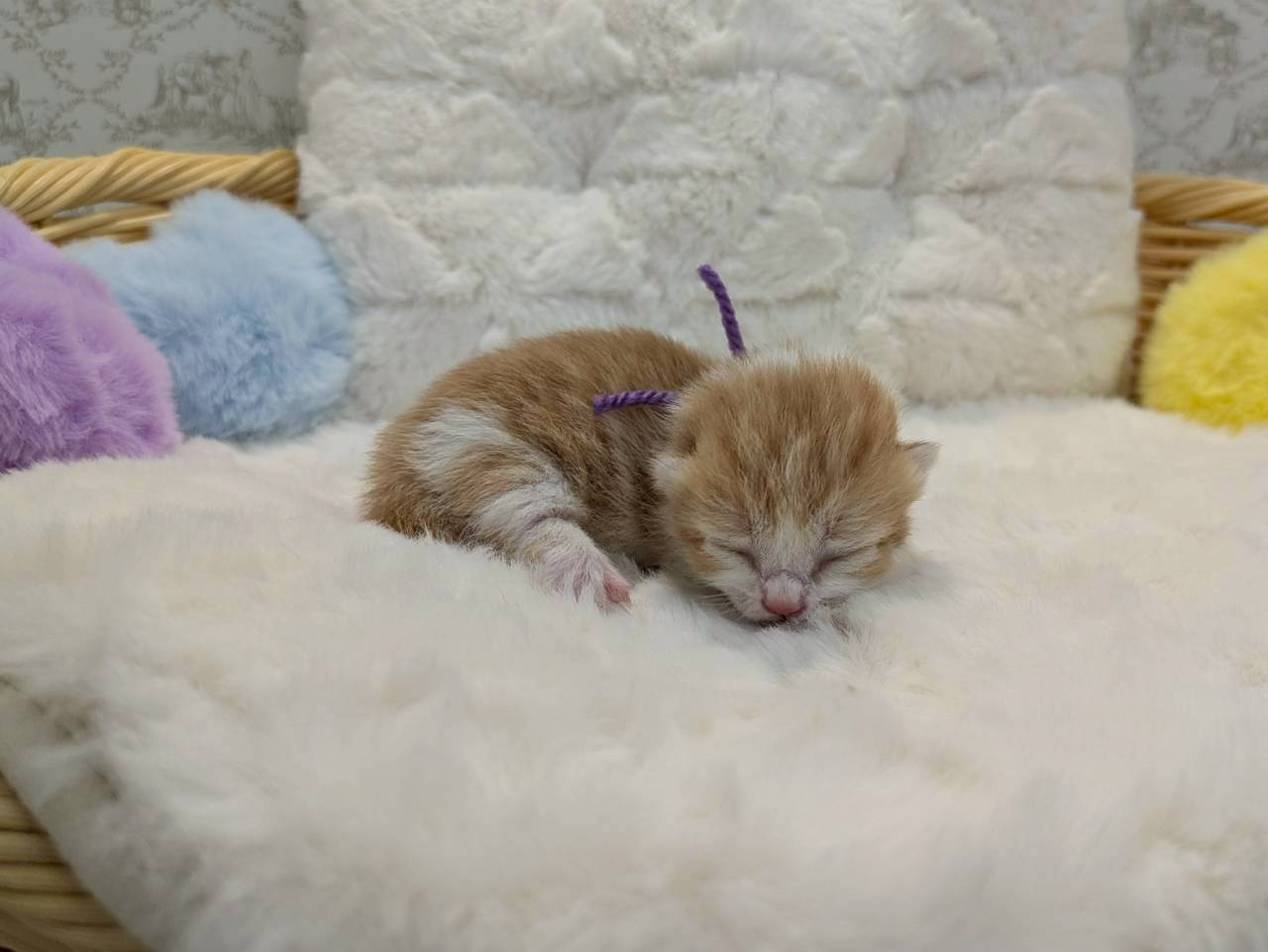 赤ちゃん写真1-2