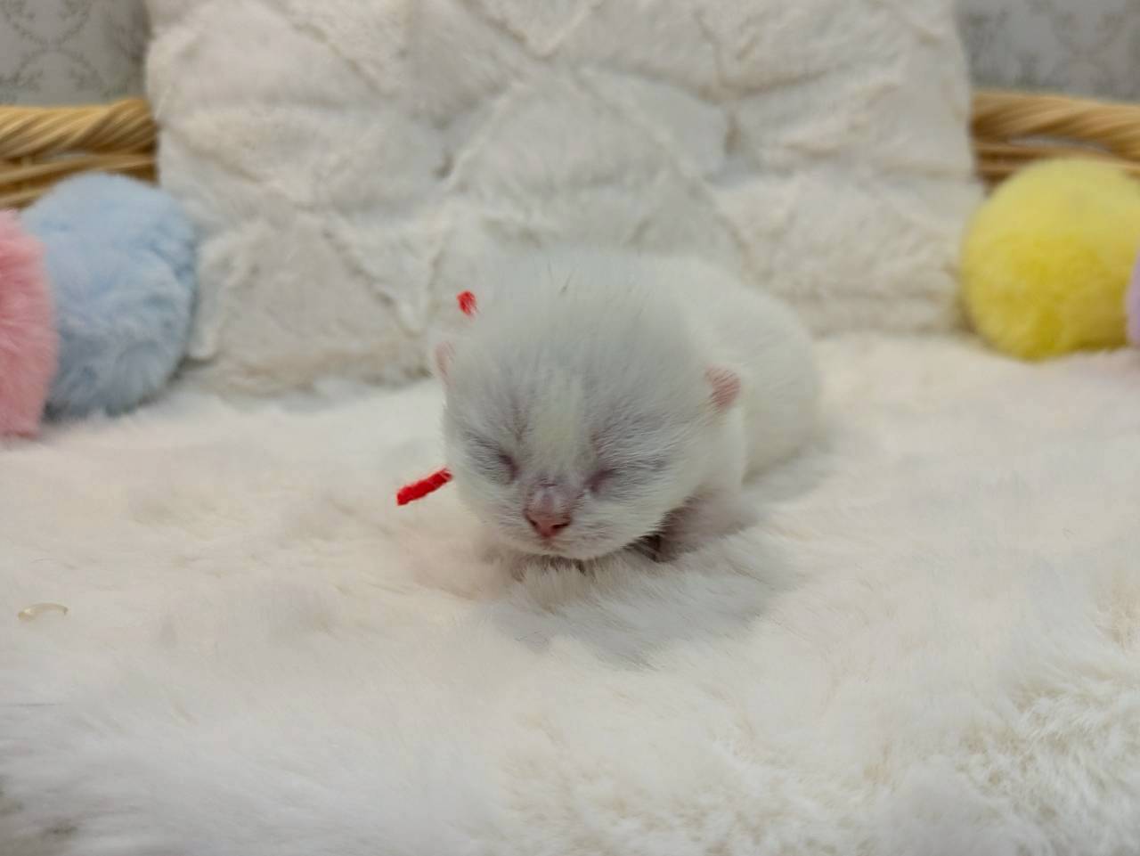赤ちゃん写真1-1