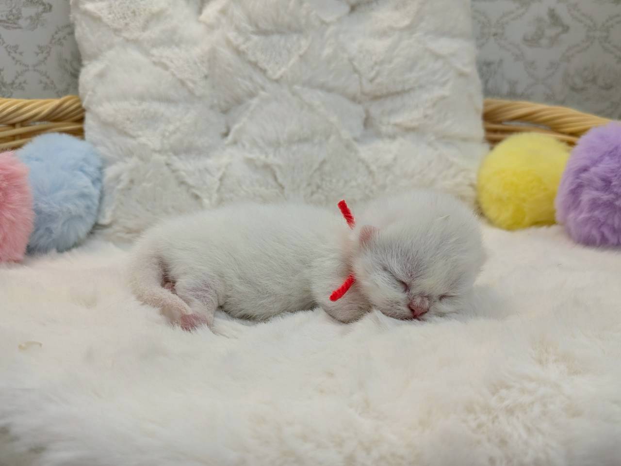 赤ちゃん写真1-2