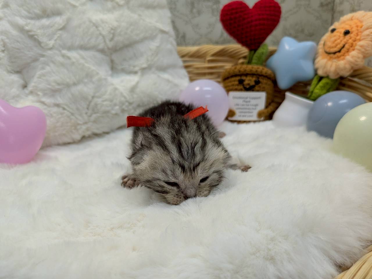 アメリカンショートヘアー