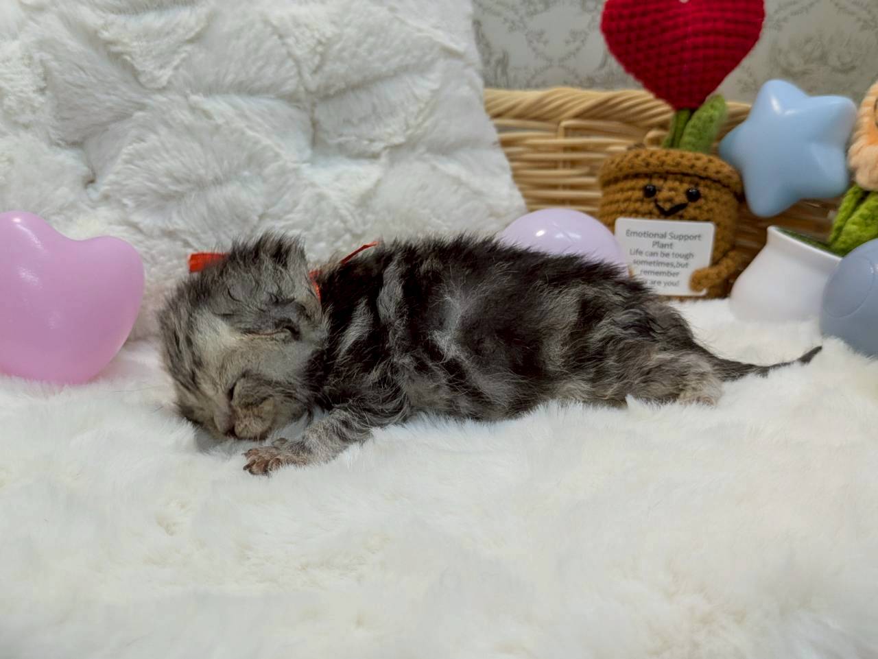 赤ちゃん写真1-2