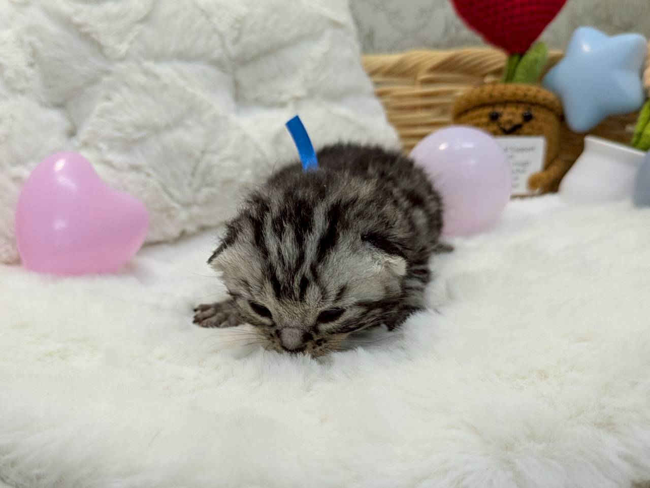 アメリカンショートヘアー