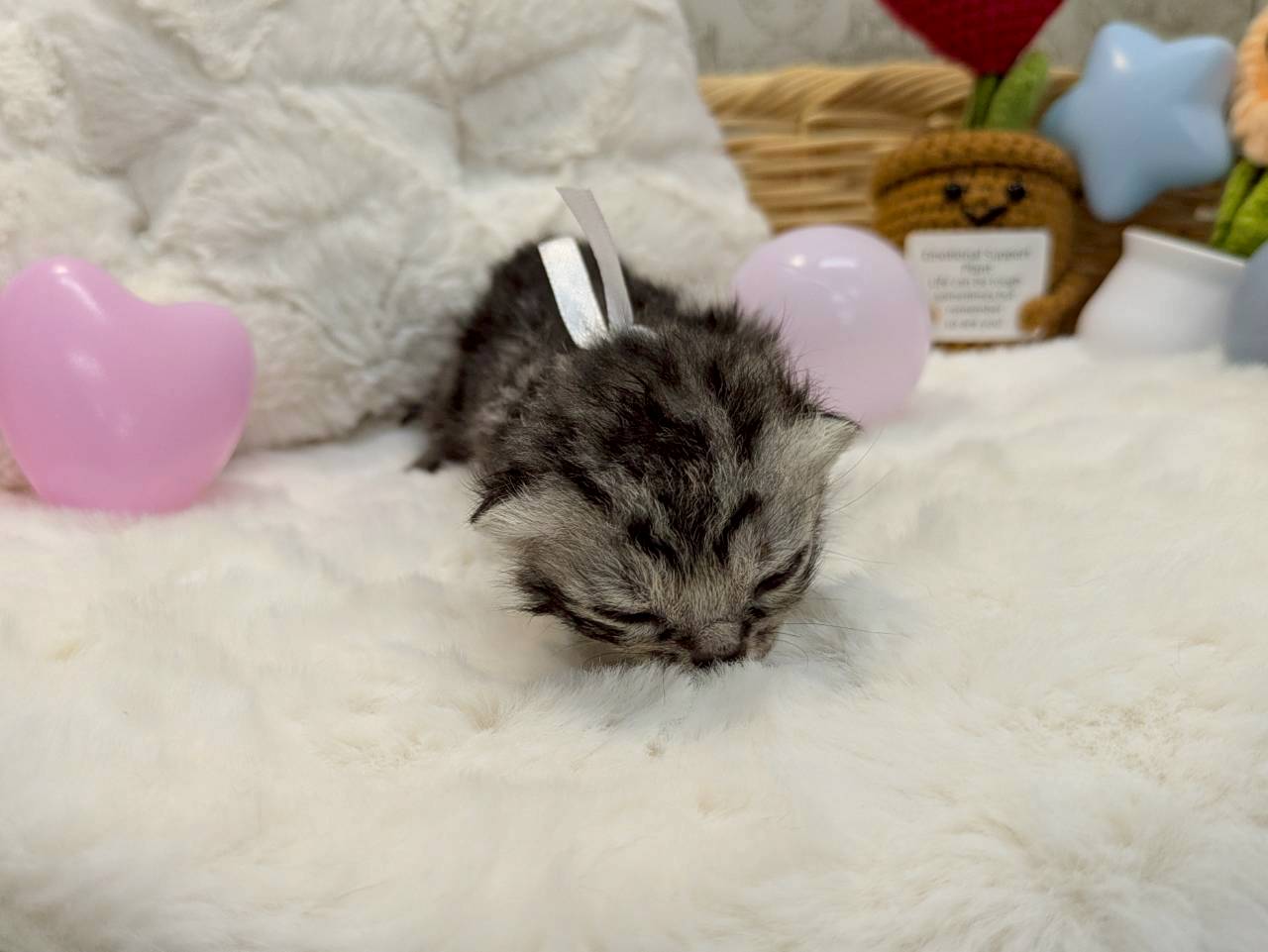 アメリカンショートヘアー