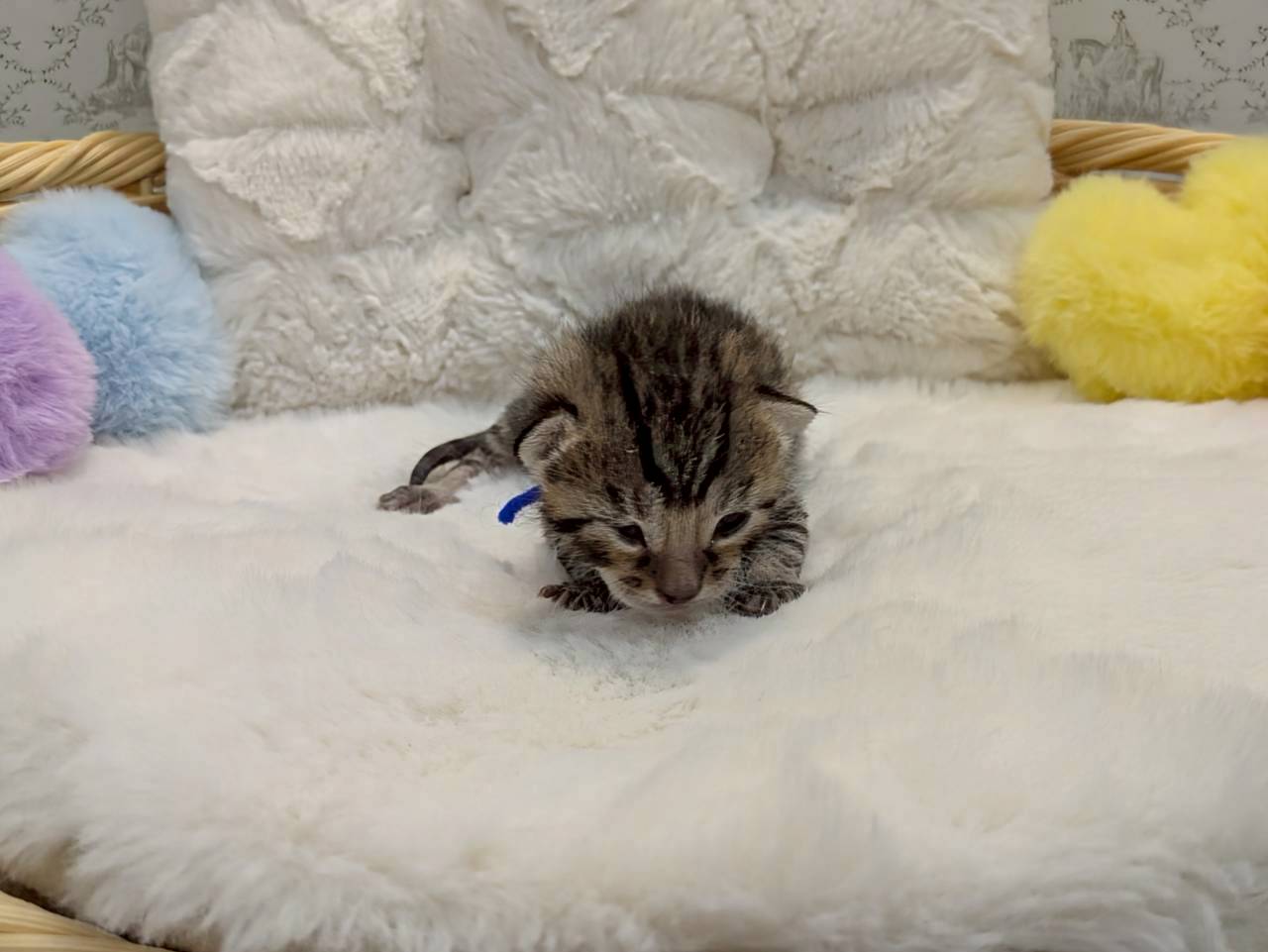 エジプシャンマウ