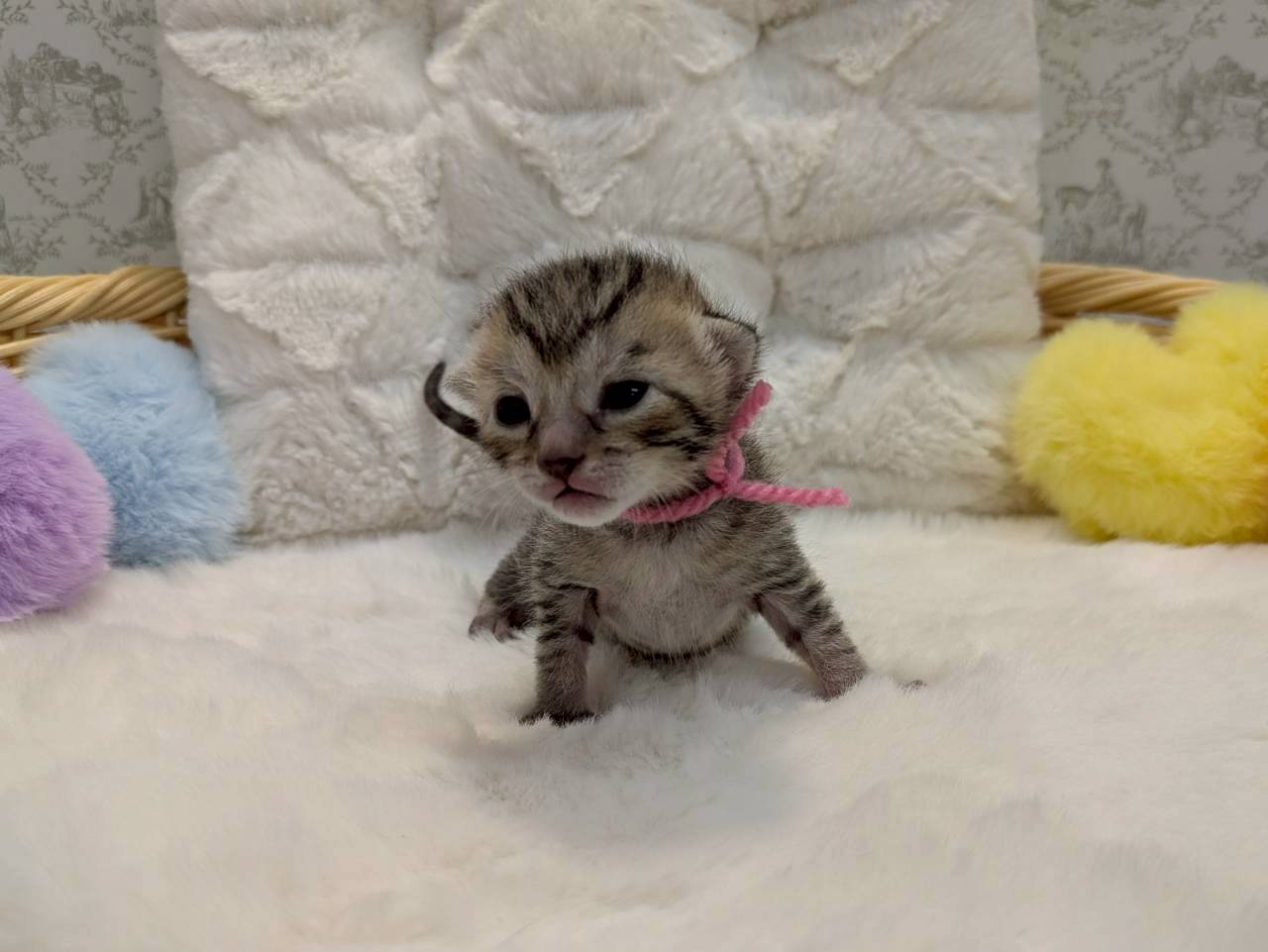 エジプシャンマウ