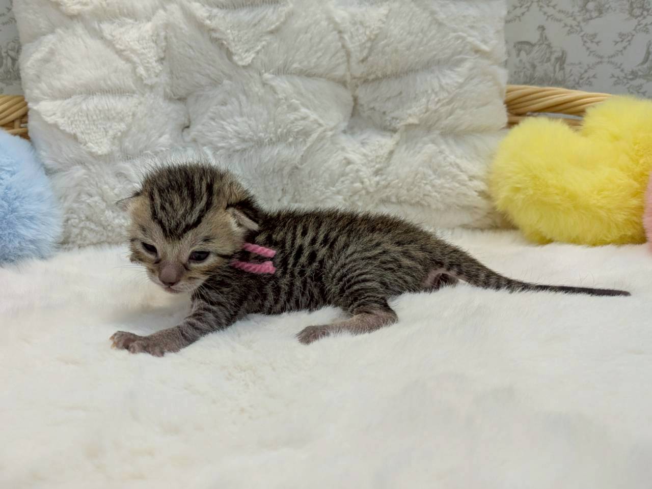赤ちゃん写真1-2