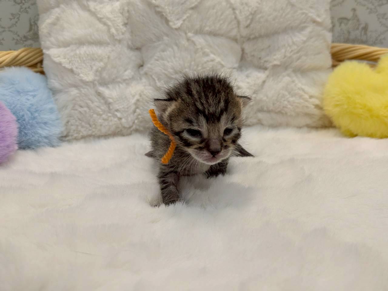 エジプシャンマウ