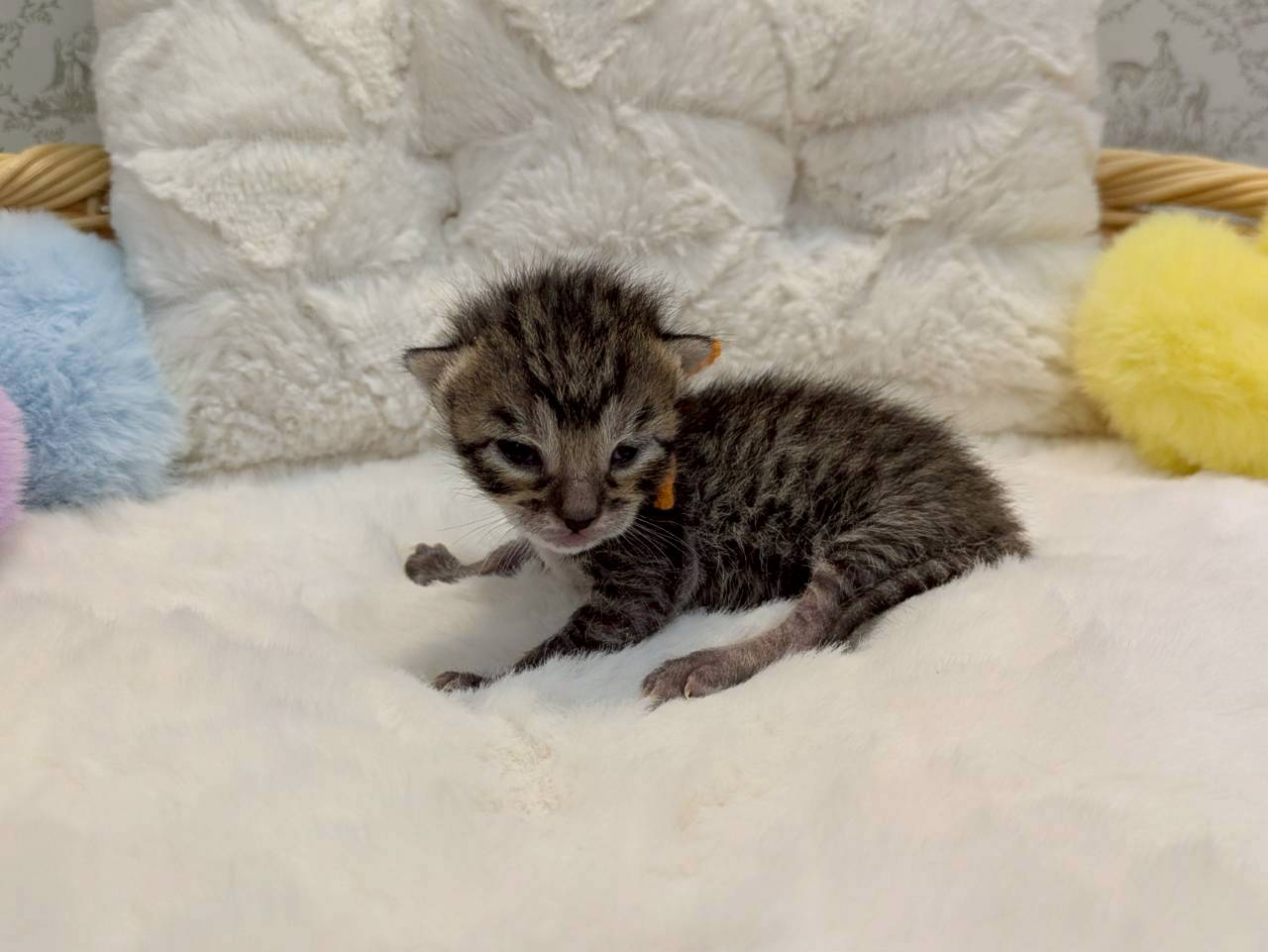 赤ちゃん写真1-2