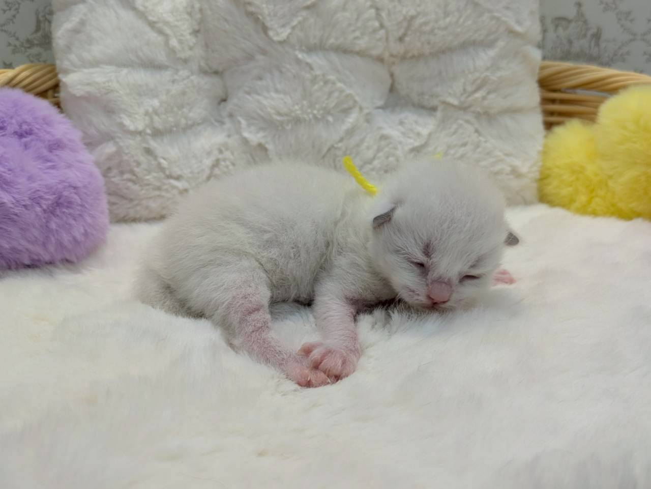 赤ちゃん写真1-2