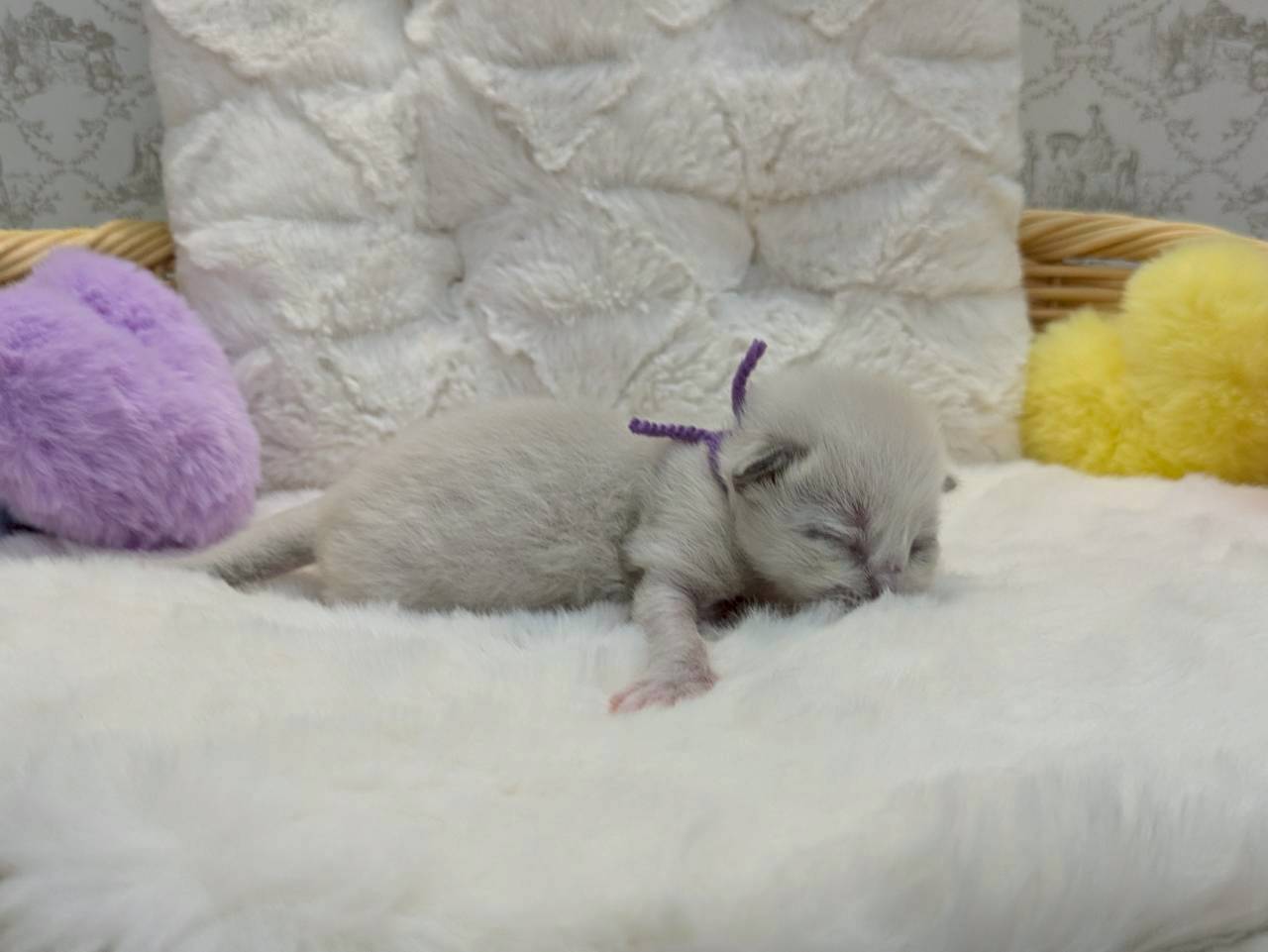 赤ちゃん写真1-2