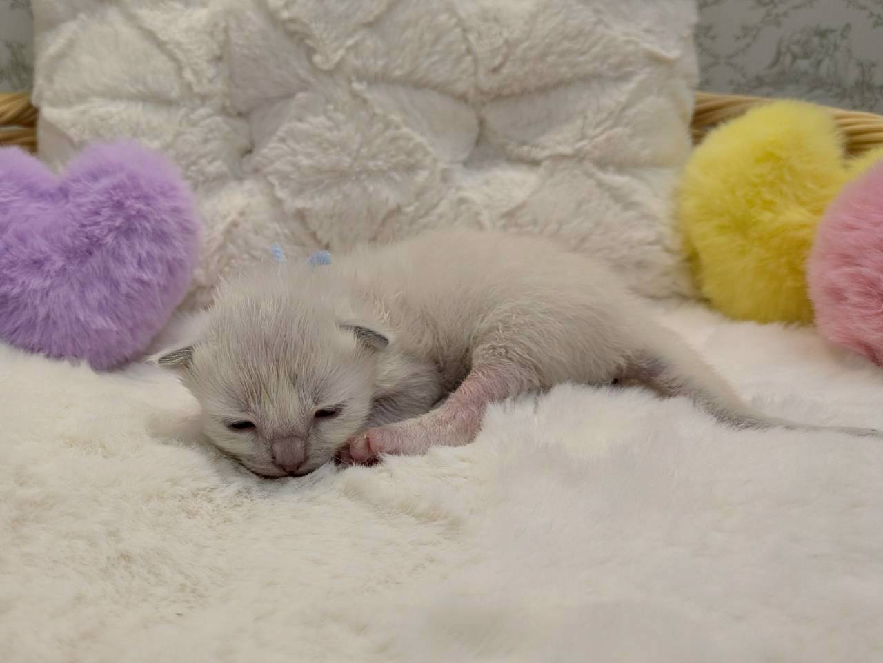 赤ちゃん写真1-2
