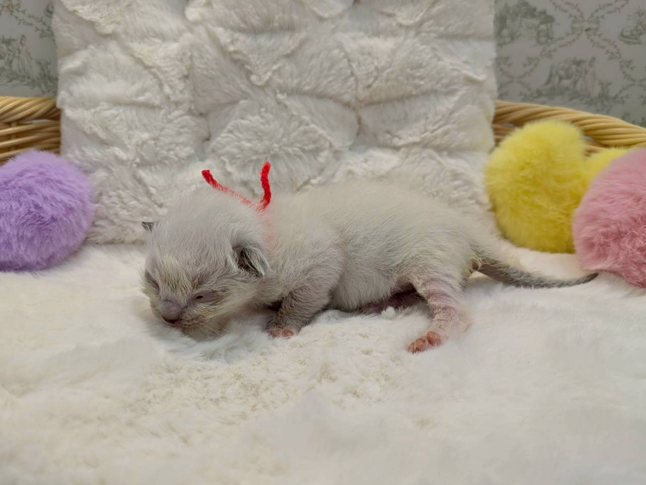 赤ちゃん写真1-2