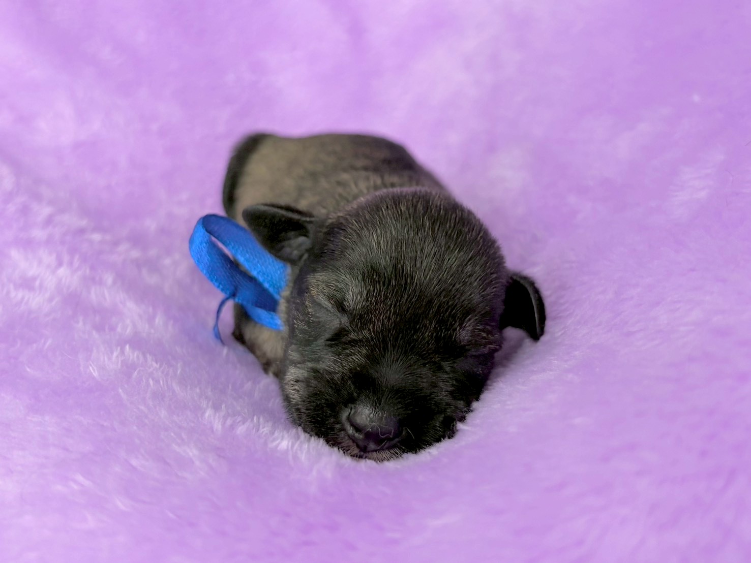 ミニチュア・シュナウザー