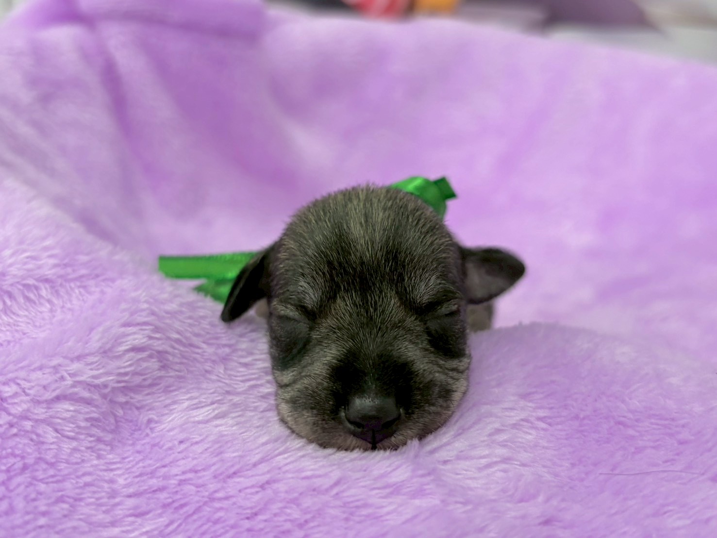 ミニチュア・シュナウザー