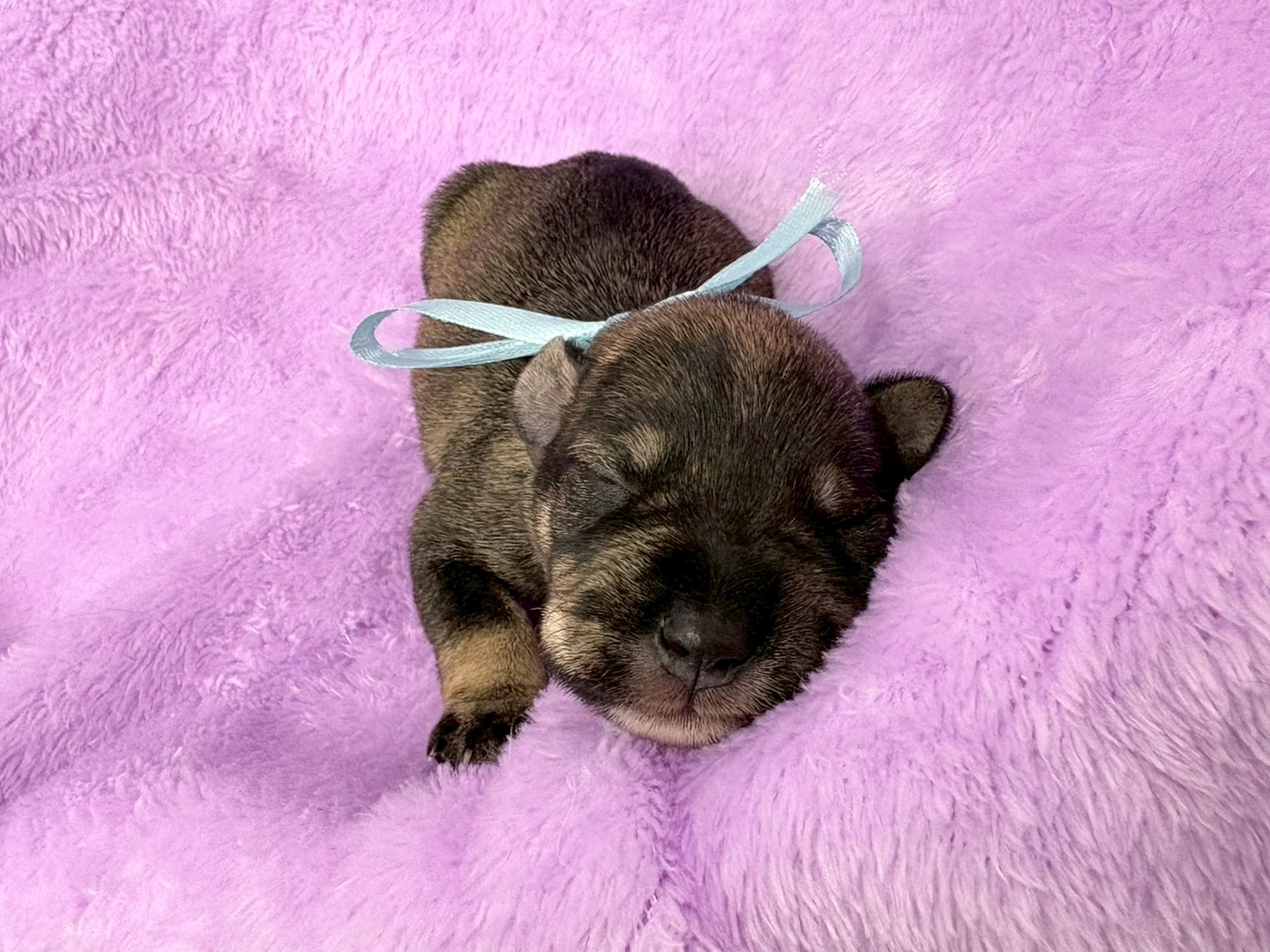 ミニチュア・シュナウザー