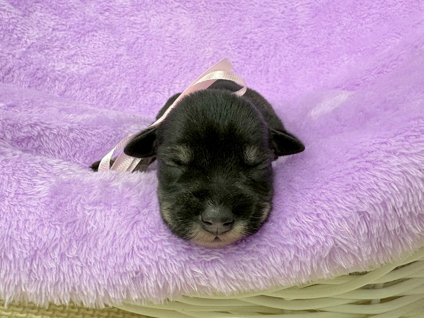 ミニチュア・シュナウザー