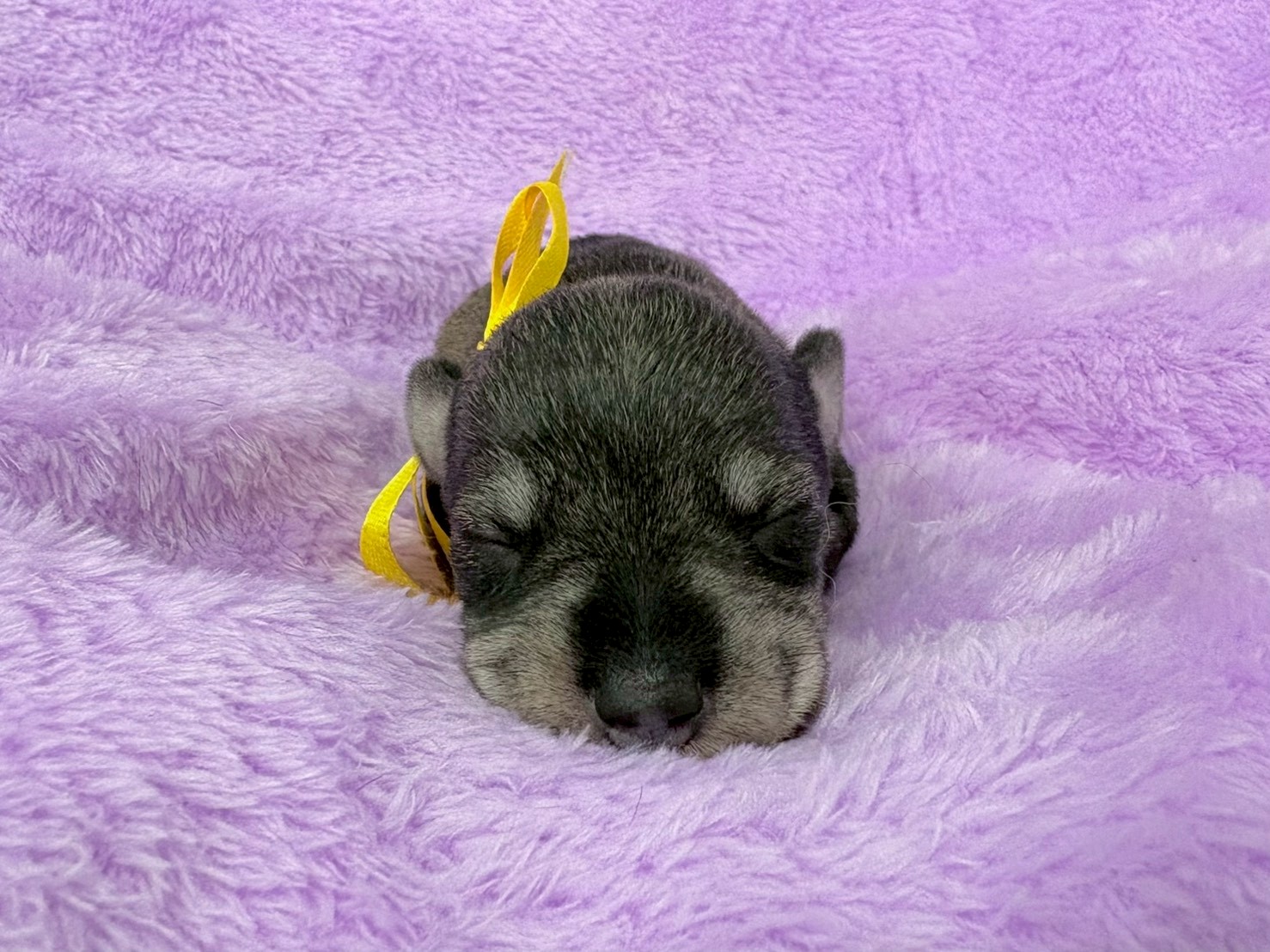 ミニチュア・シュナウザー