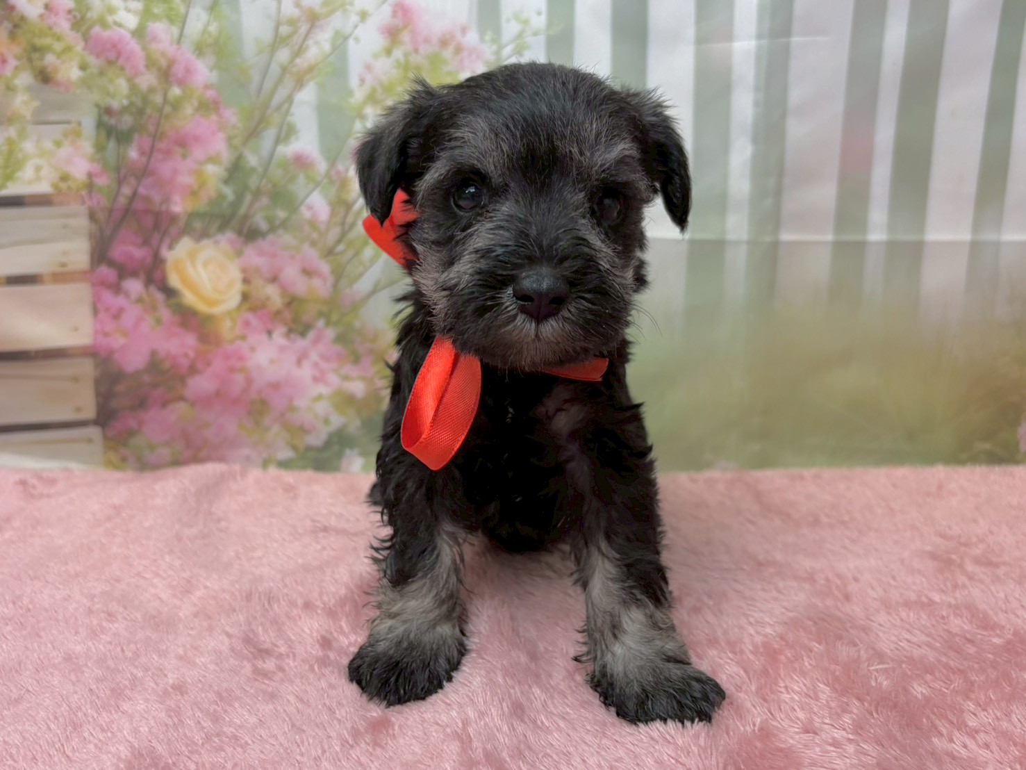 ミニチュア・シュナウザー