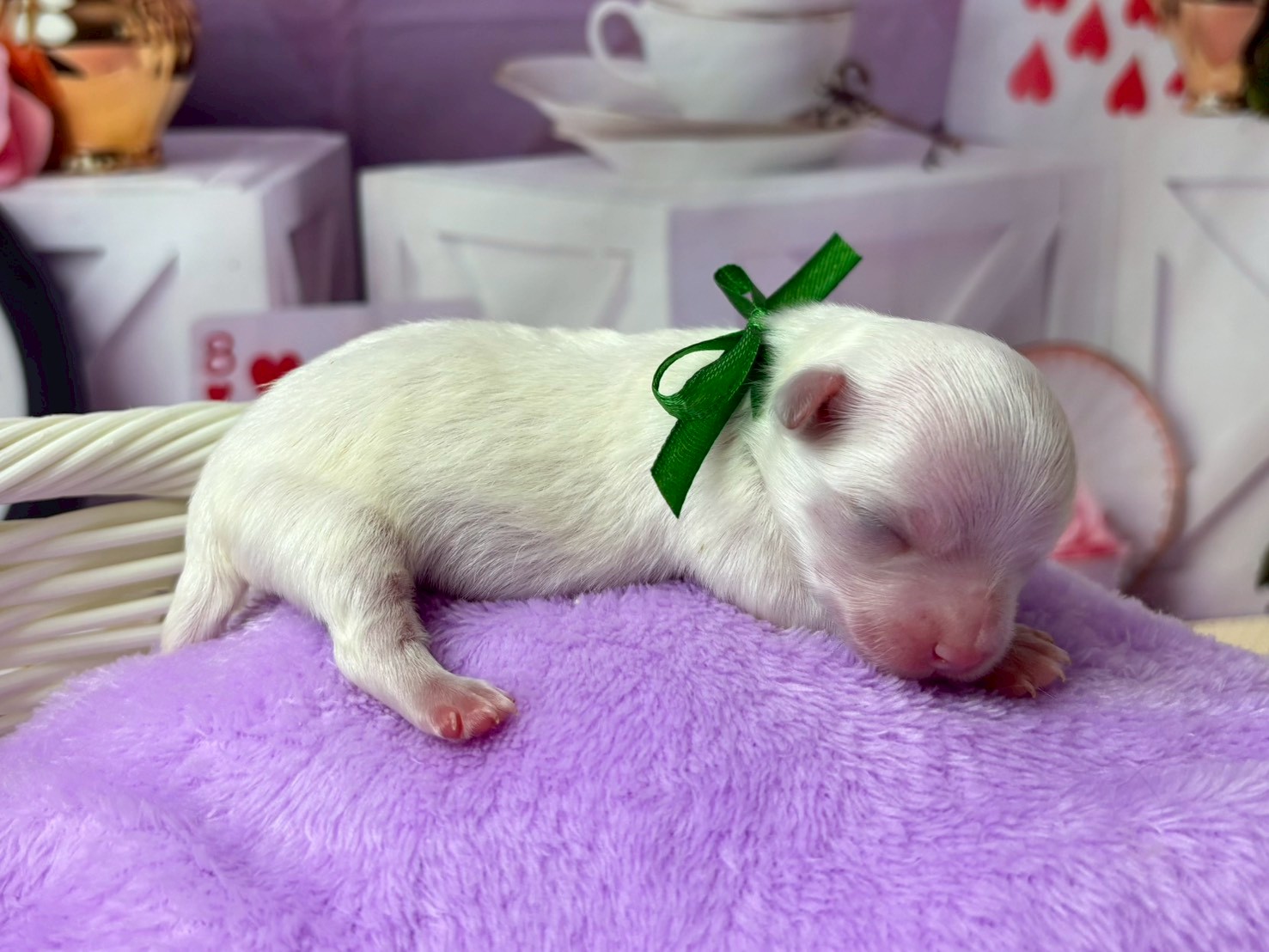 赤ちゃん写真1-2