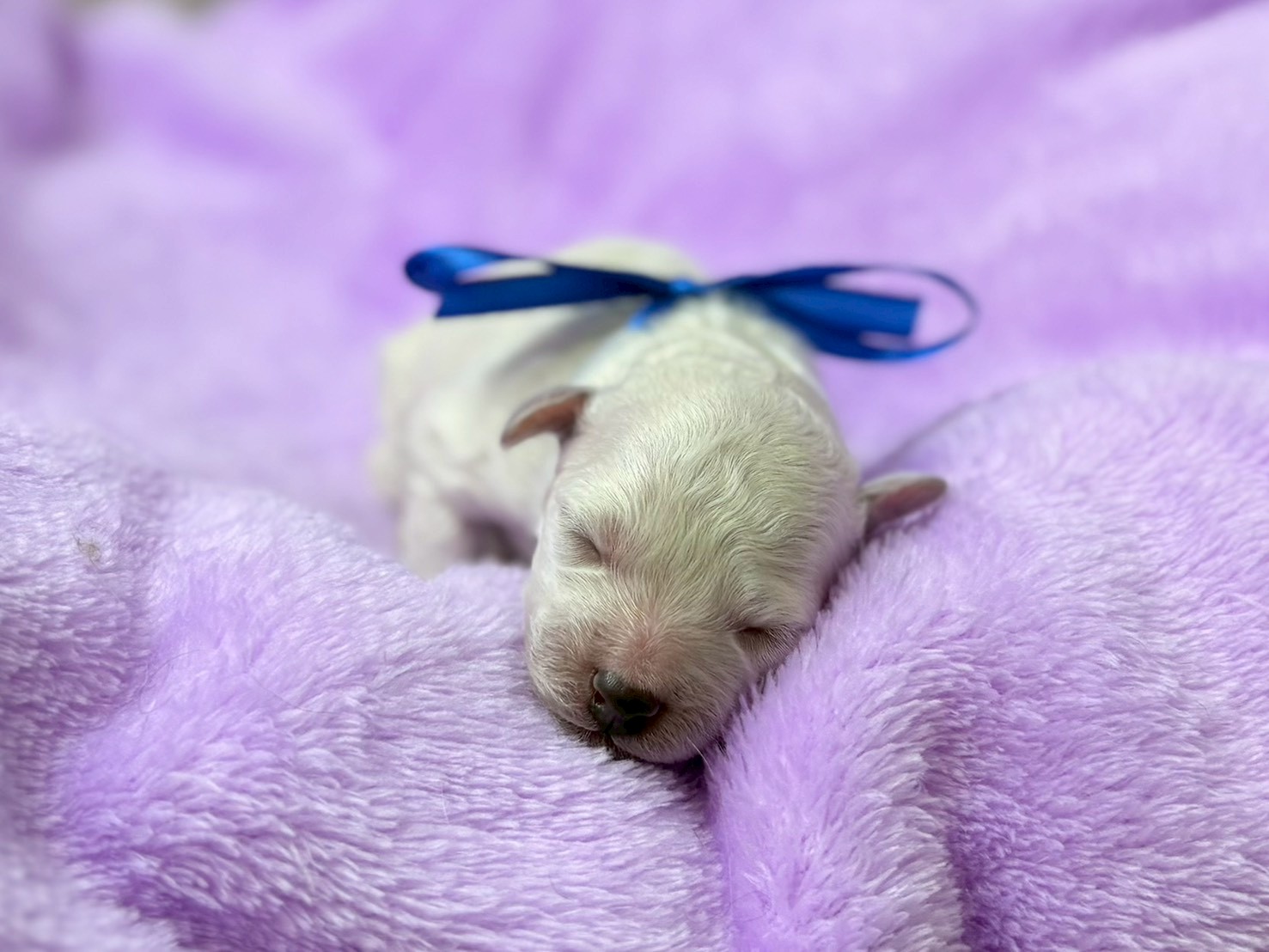 トイ・プードル