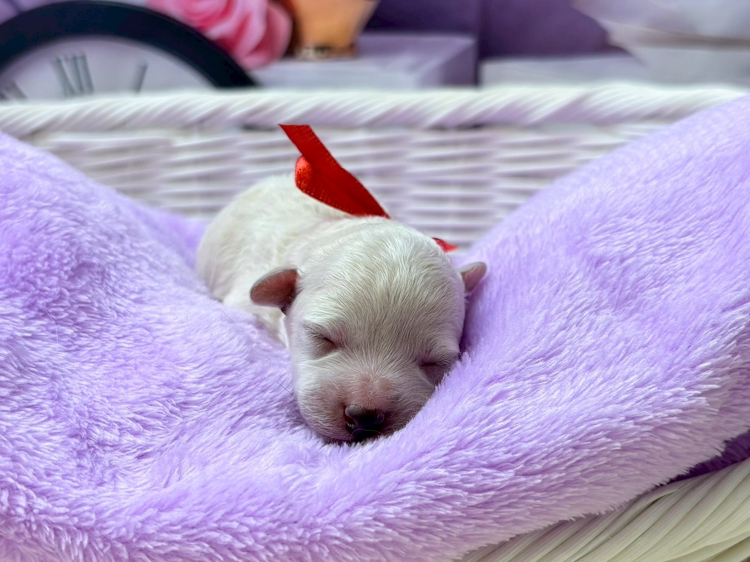 トイ・プードル