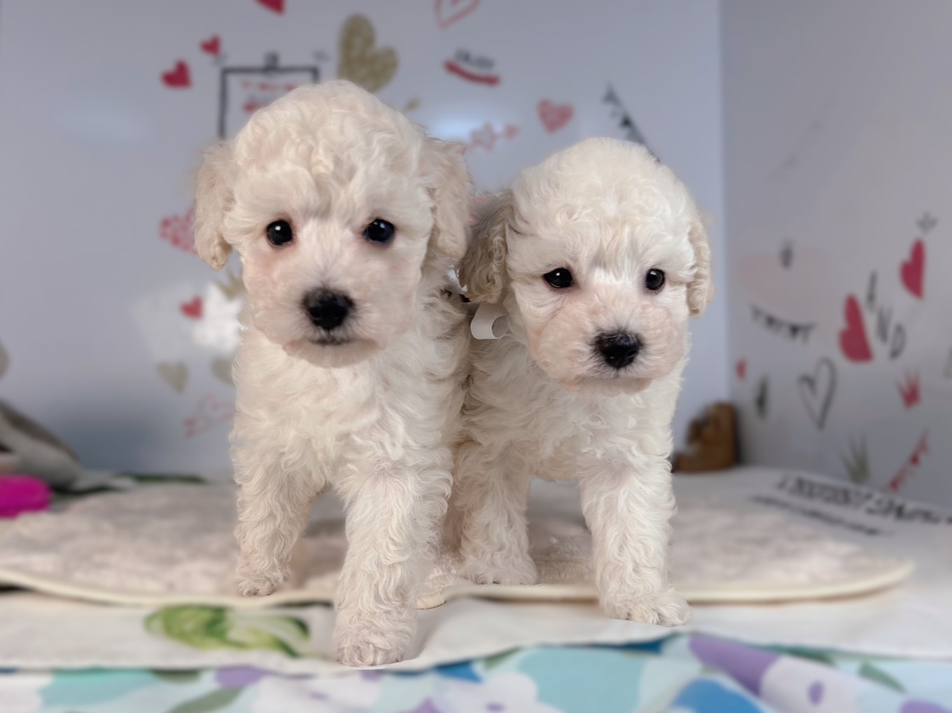 トイ・プードルの子犬（オス♂） 石岡店｜ペットショップCoo＆RIKU