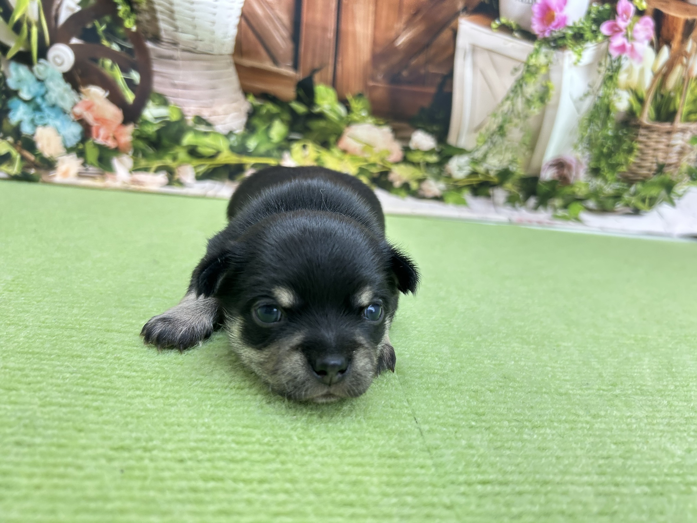 チワワ（スムースコート）