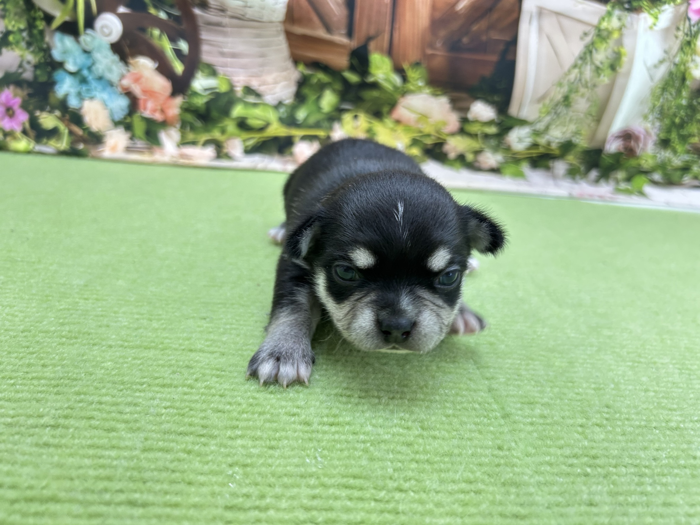 チワワ（スムースコート）