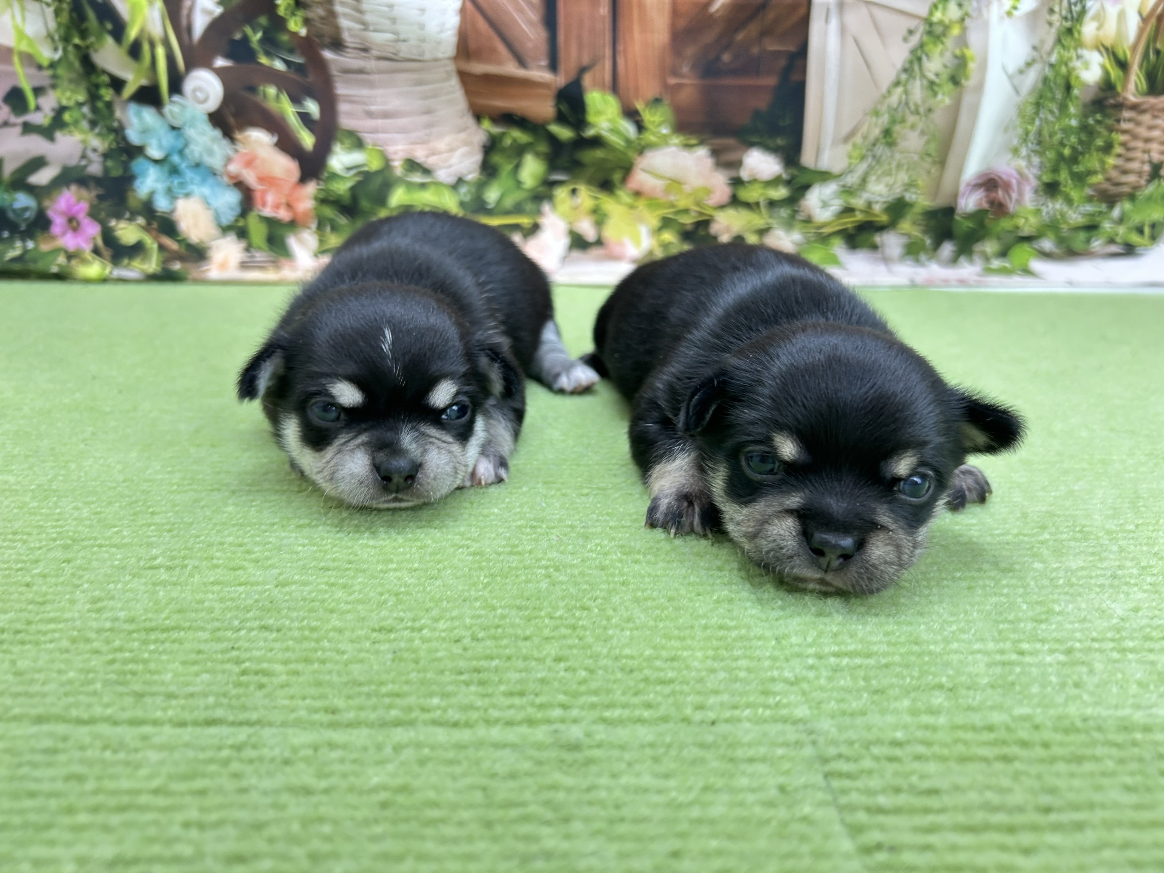 赤ちゃん写真1-3