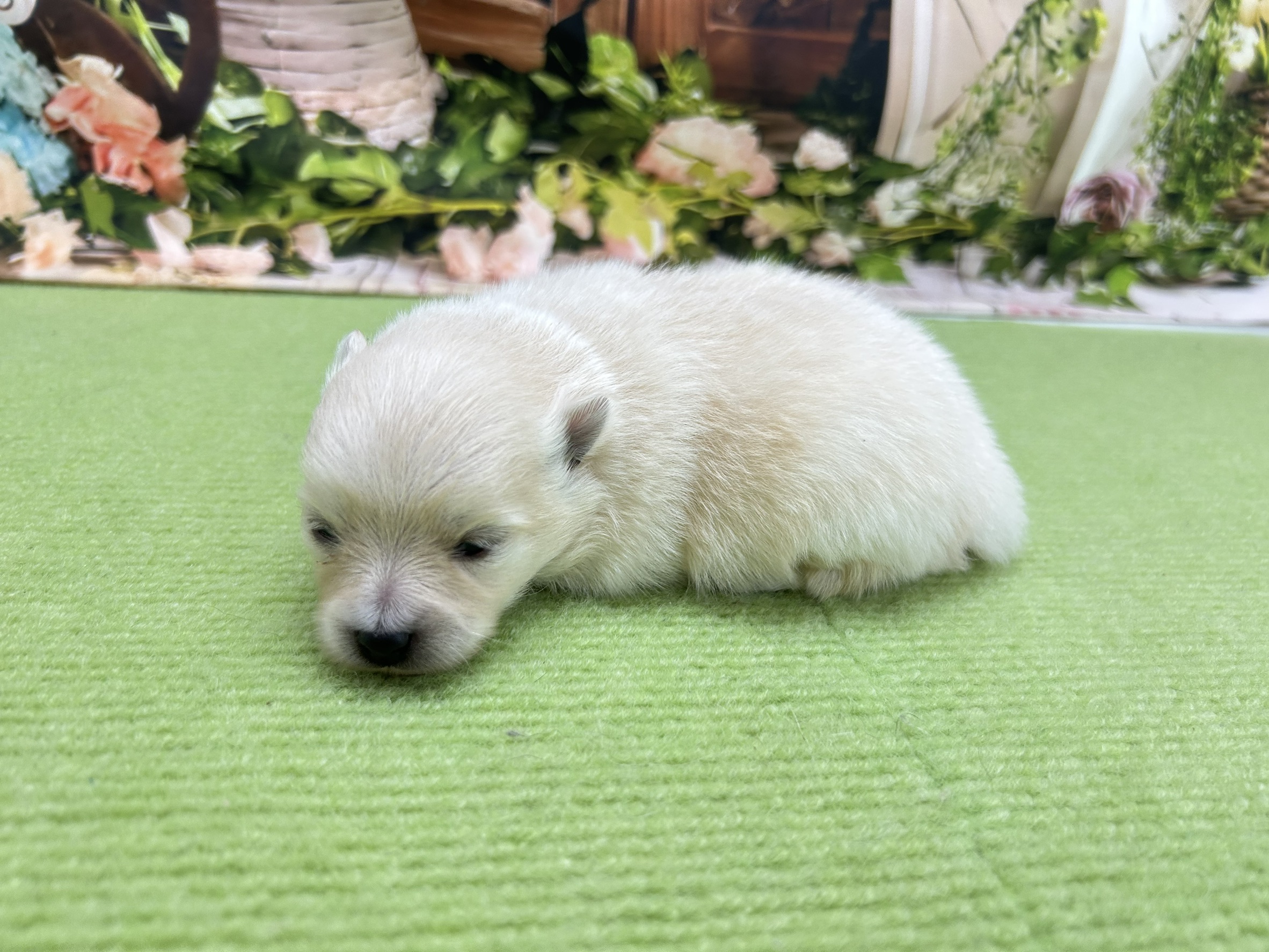 赤ちゃん写真1-2