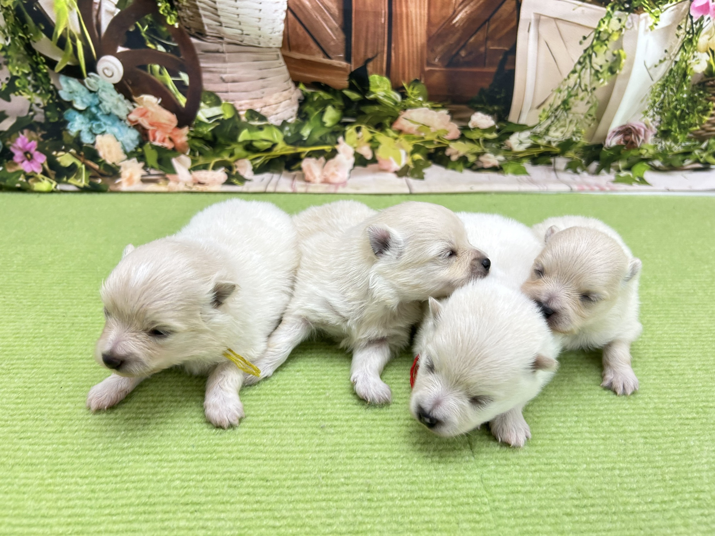 赤ちゃん写真1-3