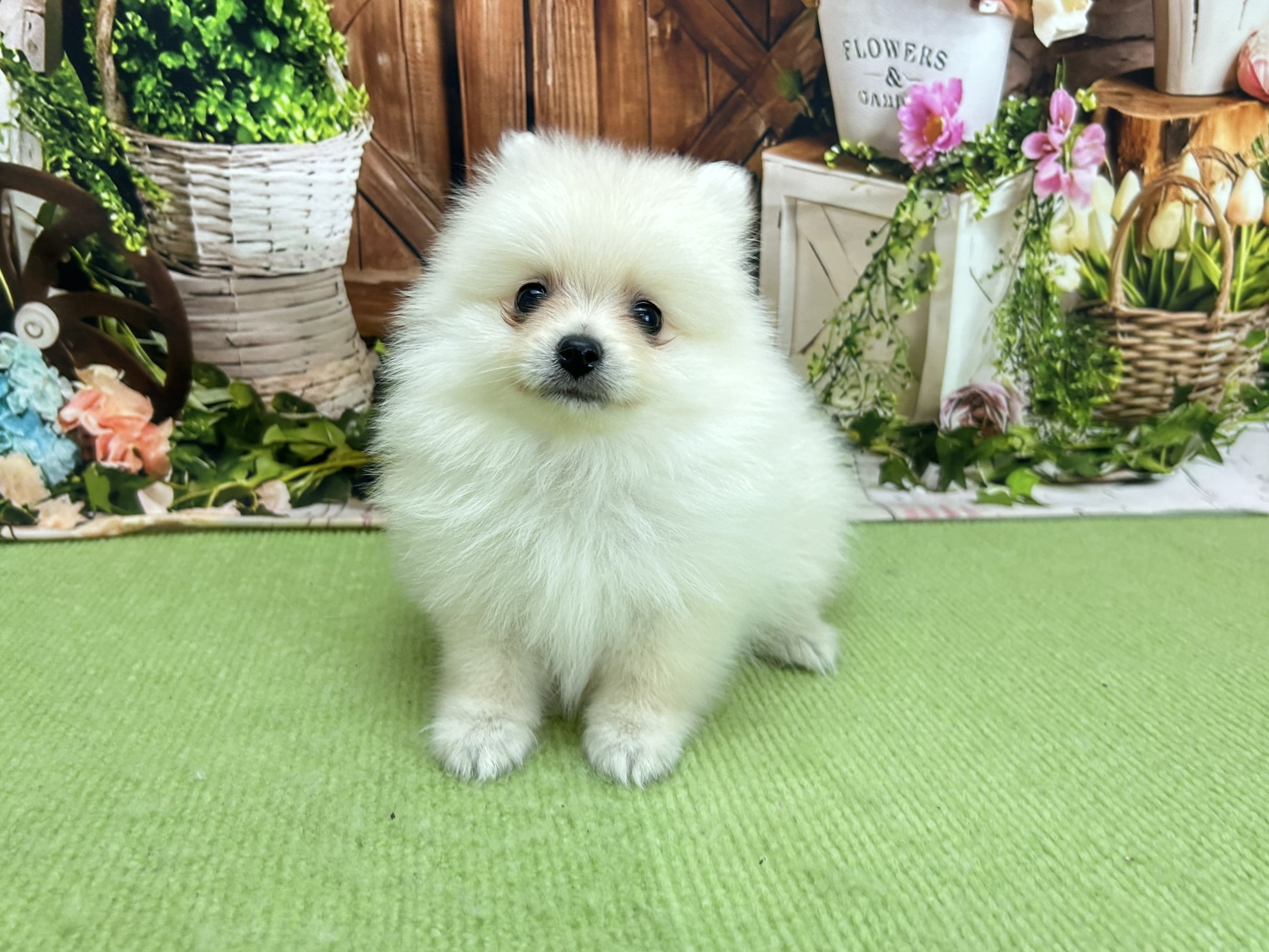 赤ちゃん写真2-1