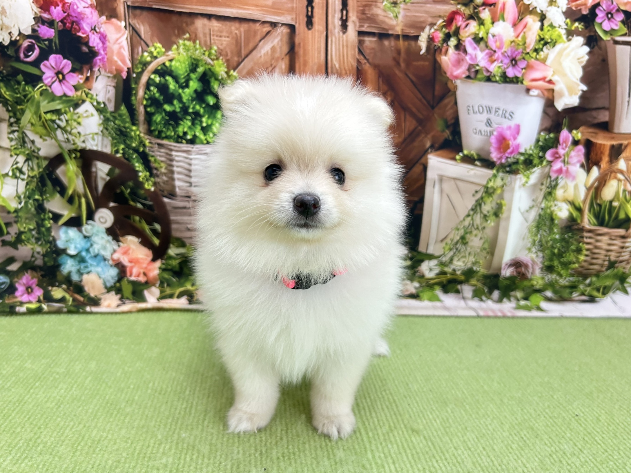 赤ちゃん写真2-1